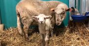 Owce z Katowic hitem internetu. Są honorowymi dawcami krwi