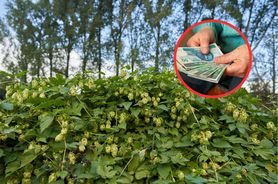 Płacą 1000 euro za 1 kg. Weź duży koszyk, bo zbiory mogą być okazałe