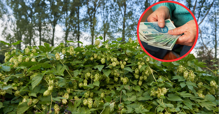 Płacą 1000 euro za 1 kg. Weź duży koszyk, bo zbiory mogą być okazałe