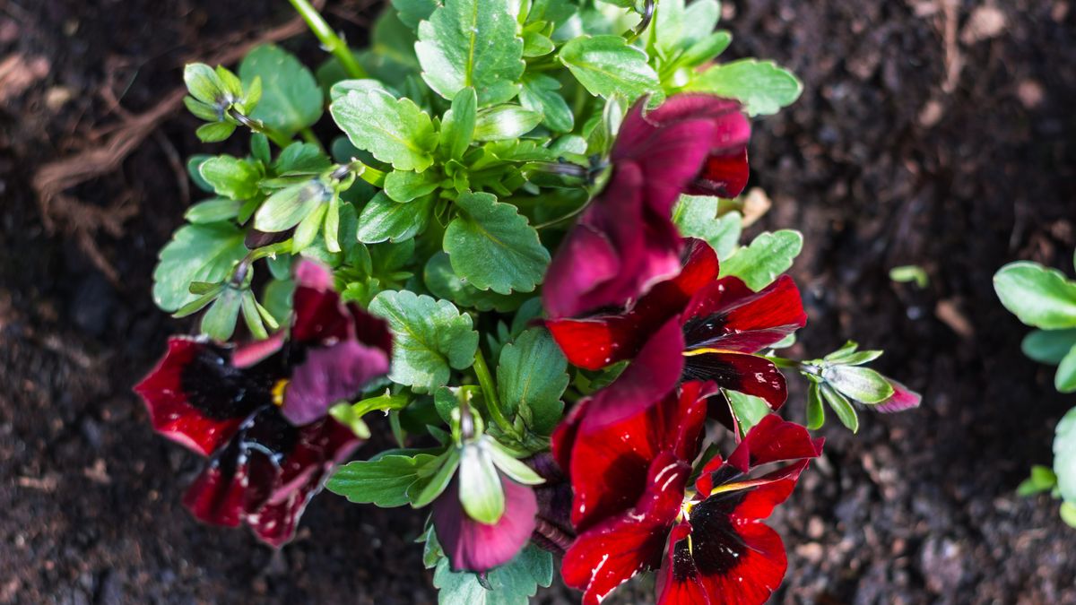 Kwiaty kwitnące w marcu to nie tylko bratki