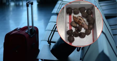 Celnicy otworzyli bagaż turystki z Kenii i osłupieli