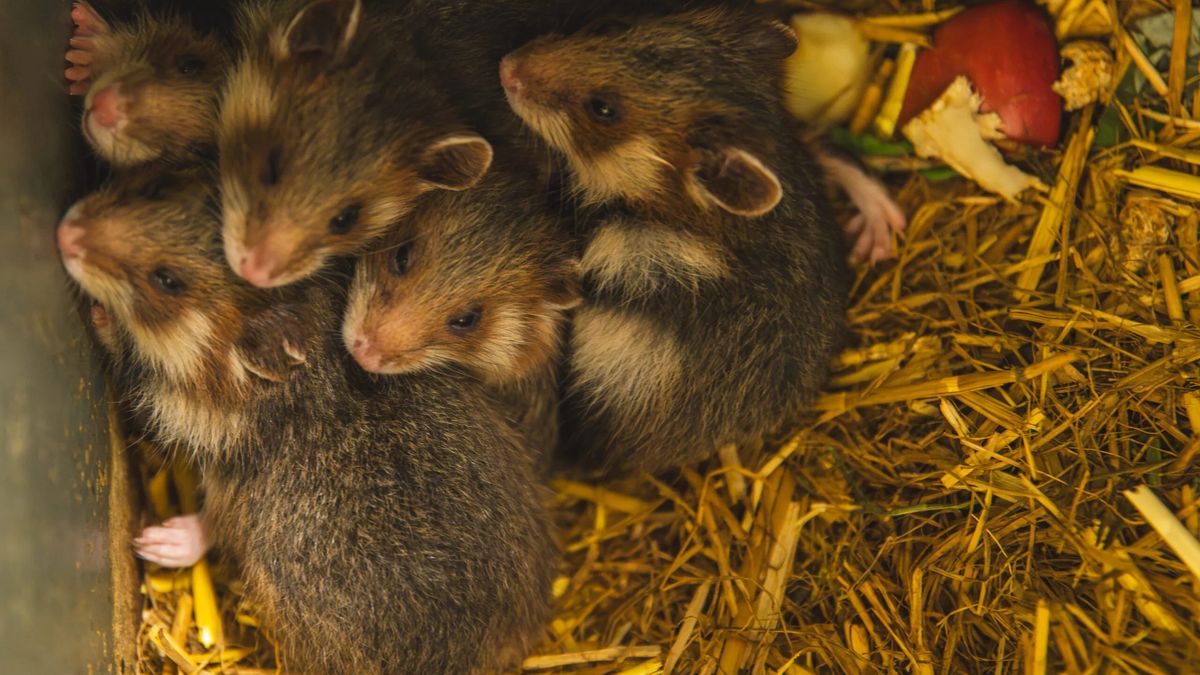 Cud narodzin we Wrocławiu. W zoo przyszły na świat maluszki