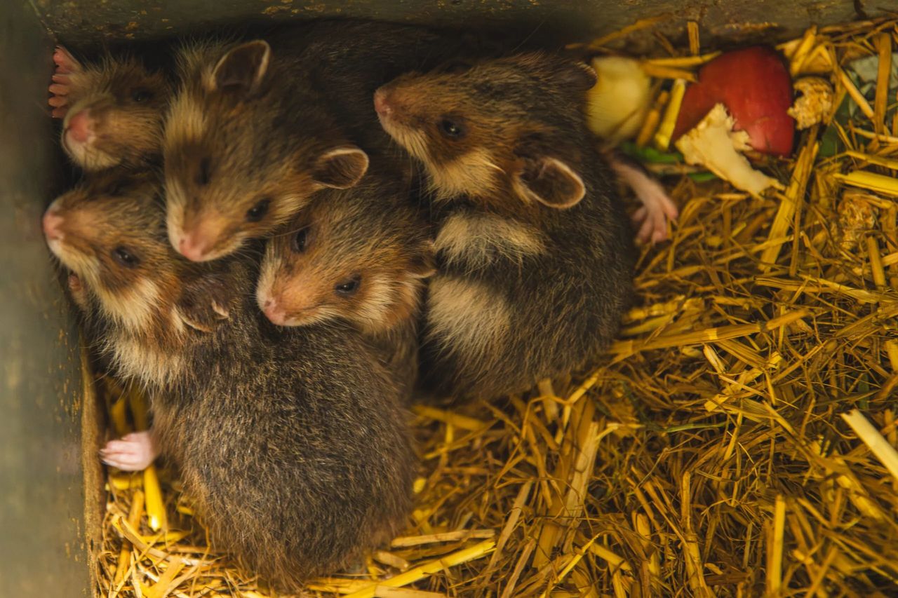Cud narodzin we wrocławskim zoo. Na świat przyszło pięć maluszków. Są krytycznie zagrożone