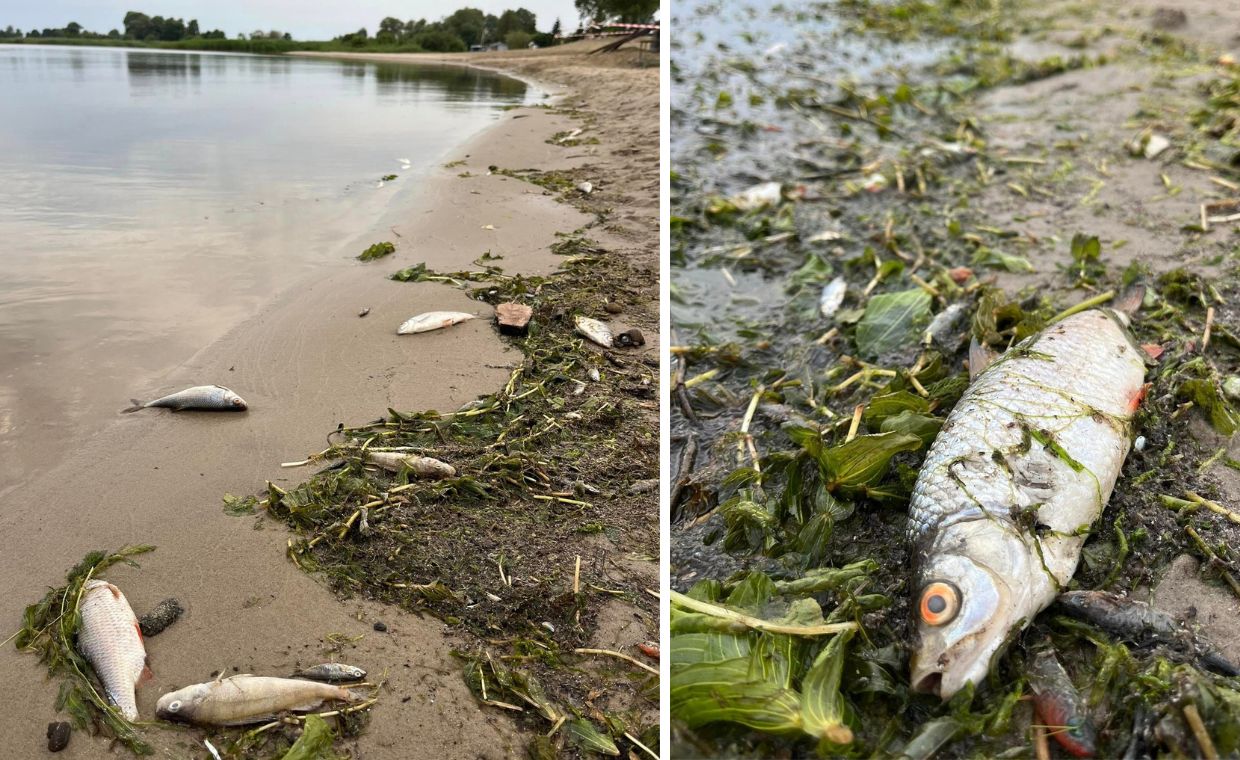 Tona śniętych ryb. Było ich pełno na plaży i przy brzegu