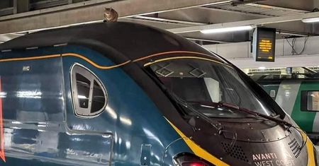 Wielka Brytania. Kotka chciała przejechać się Pendolino