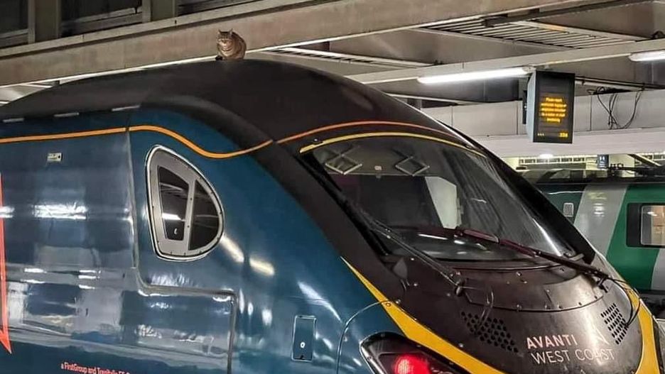 Wielka Brytania. Kotka chciała przejechać się Pendolino (Fot. networkrailmediacentre.co.uk)