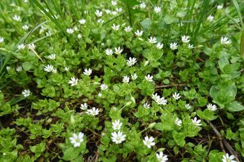 Wielu tępi ją jak chwasty. A to pyszny dodatek do sałatek i zup, który wzmacnia organizm