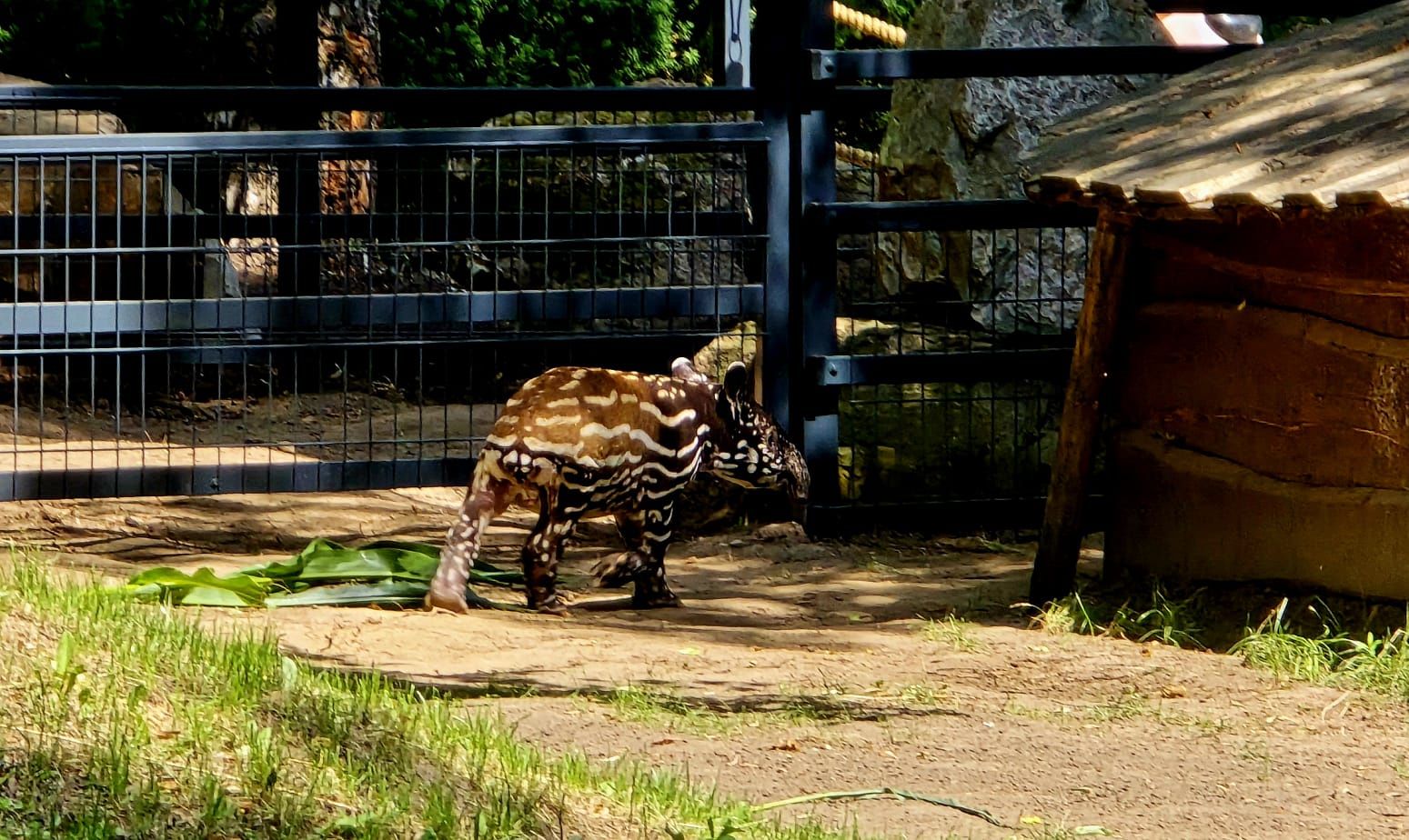 Mały tapir malajski z mamą