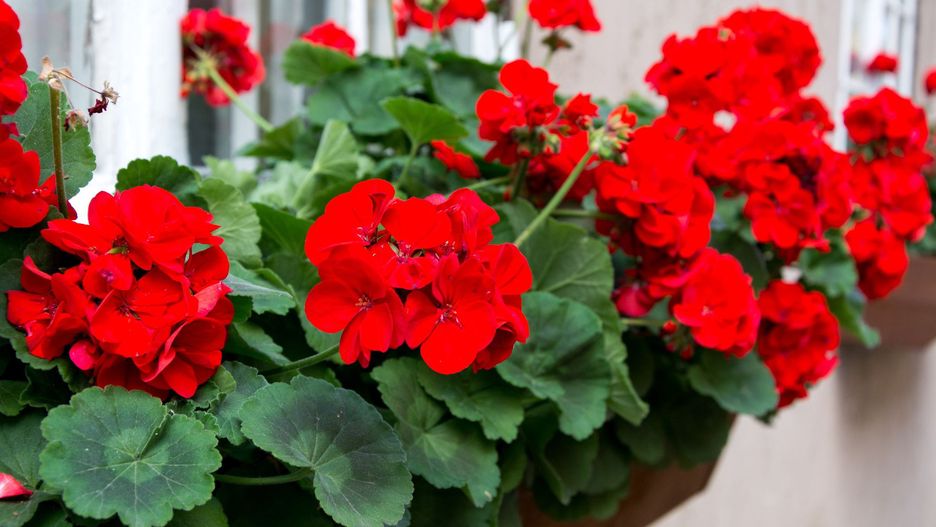 Pelargonie - jak o nie dbać?