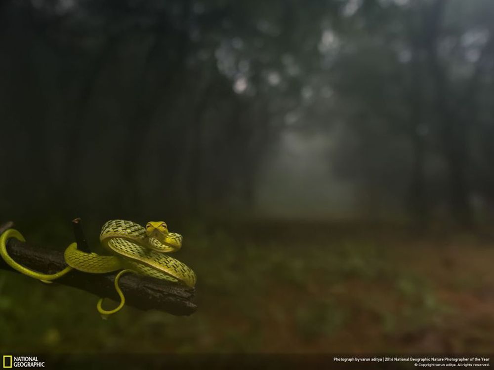 Fotografie natury, która nie przestaje zachwycać. Oto finałowe prace konkursu National Geographic Nature Photographer of the Year 2016 14