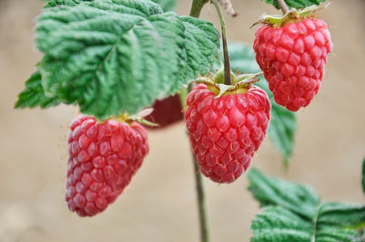 Kwas elagowy to organiczny związek chemiczny z grupy polifenoli.