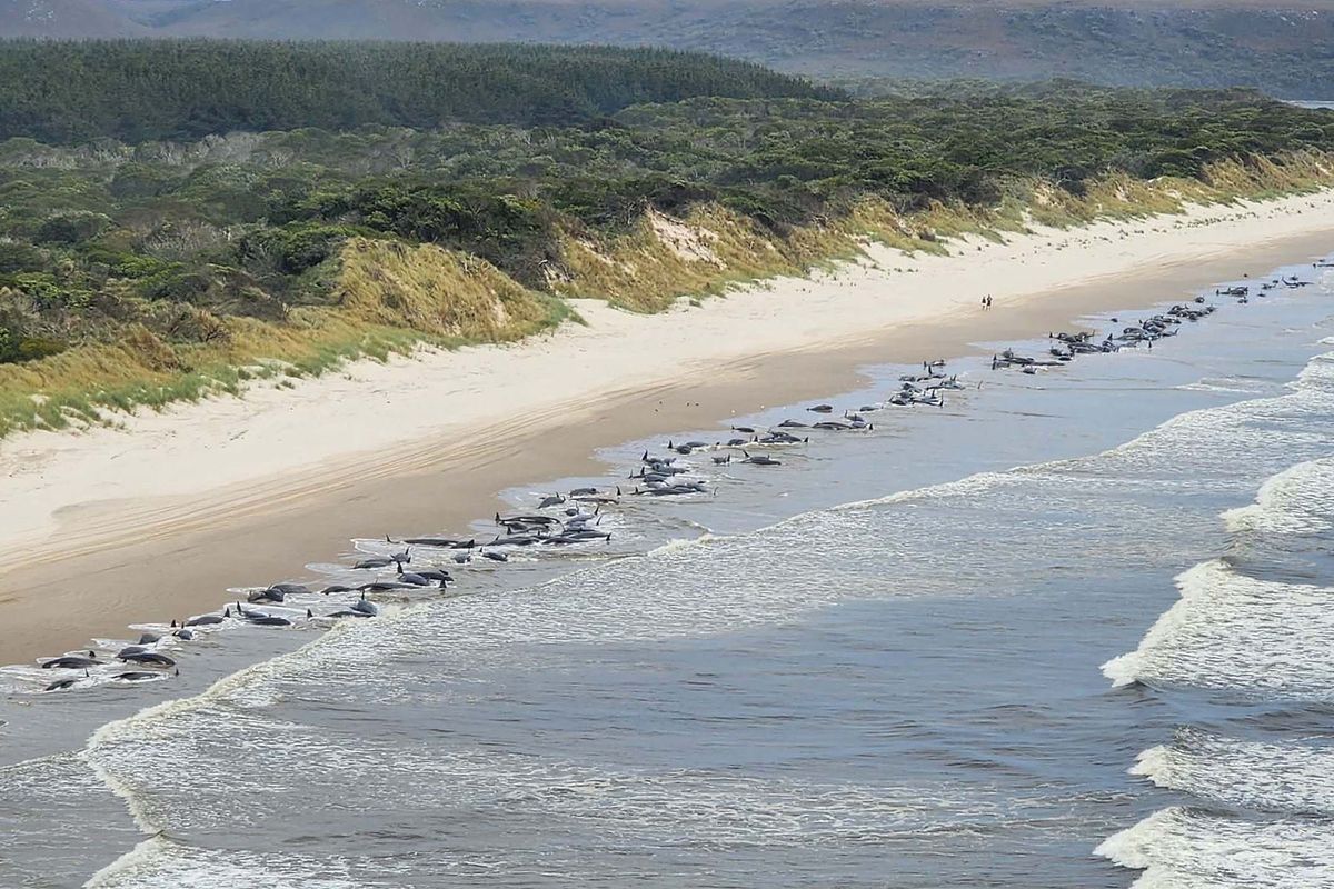 Na brzegu Tasmanii znaleziono ponad 200 waleni 