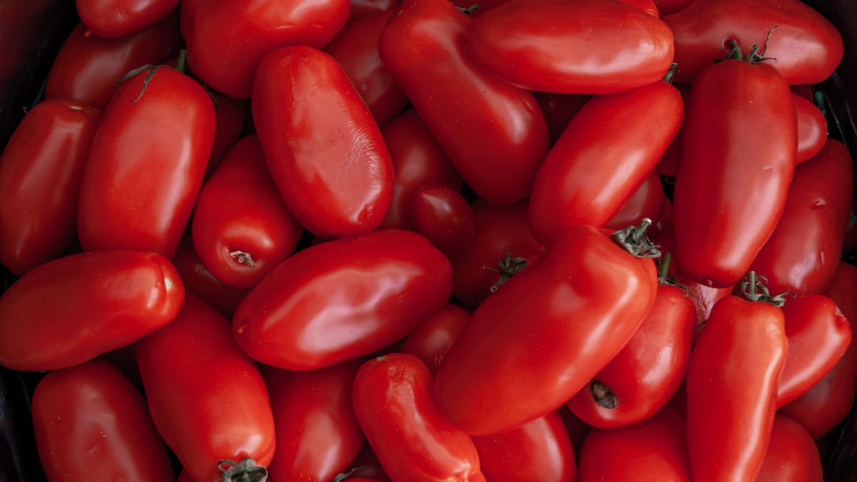 Jakie pomidory posadzić na działce?