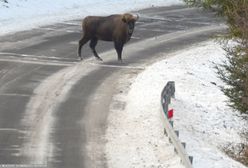 Wojskowa ciężarówka wjechała w stado żubrów. Dwa zwierzęta nie żyją