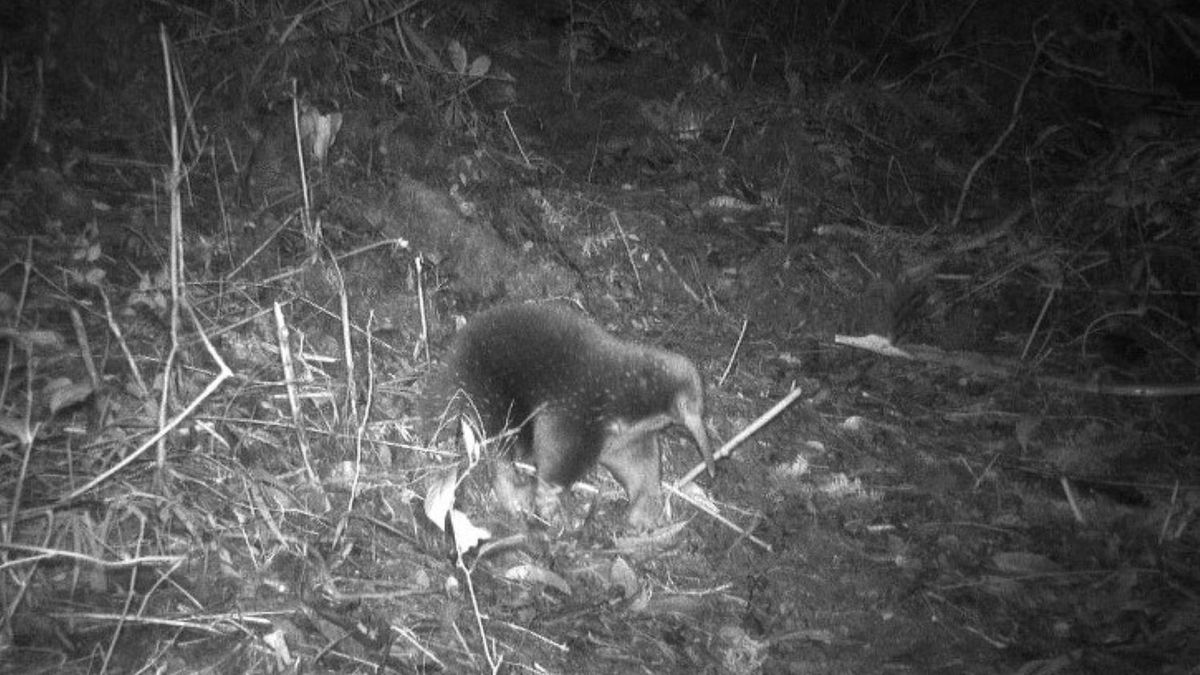 Naukowcy dokonali niezwykłego odkrycia w Indonezji 