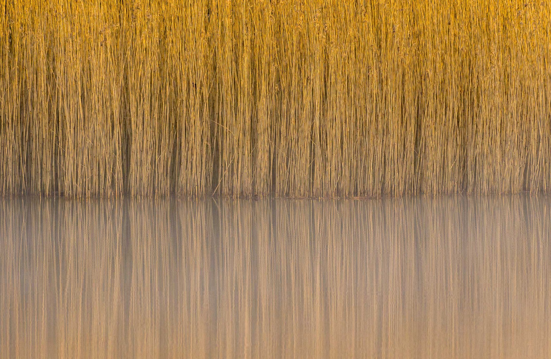 British Wildlife Photography Awards 2017 – najlepsze zdjęcia dzikiej przyrody z Wielkiej Brytanii. Zobaczcie ich historie 9