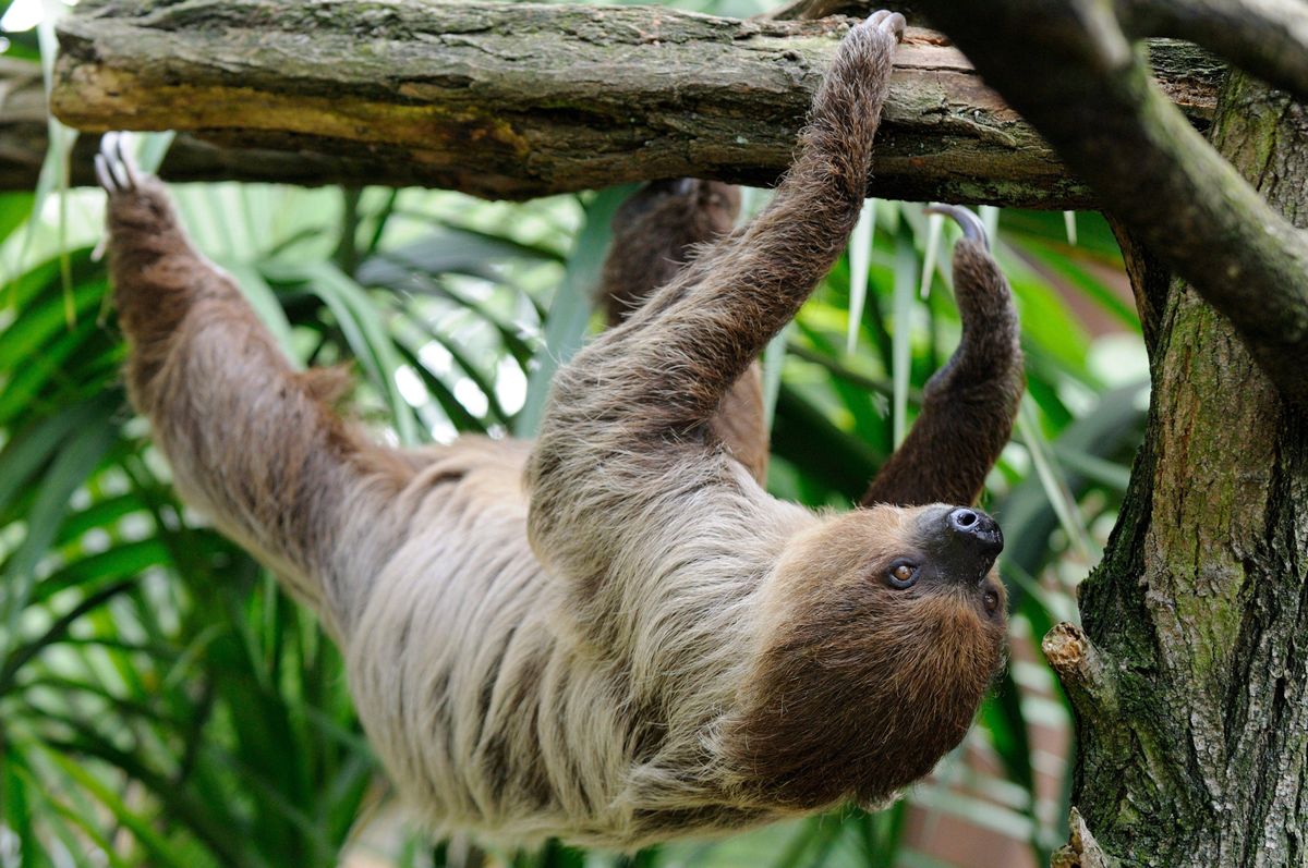 zoo, leniwiec, rekord guinessa Nie żyje najstarszy leniwiec na świecie. Był prawdziwym rekordzistą