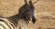 Zebra zainspirowała naukowców. Stworzyli obiecujący generator prądu