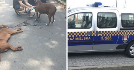 Agresywne psy znów biegały po Płocku. Kolejna interwencja przy ul. Maneżowej!