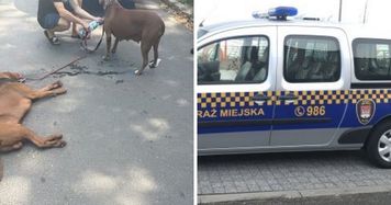 Agresywne psy znów biegały po Płocku. Kolejna interwencja przy ul. Maneżowej!