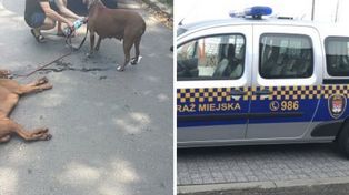 Agresywne psy znów biegały po Płocku. Kolejna interwencja przy ul. Maneżowej!