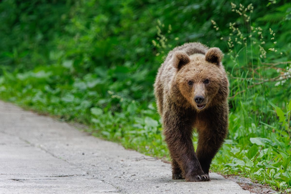 Niedźwiedzie stanowią zagrożenie dla mieszkańców Rumunii 