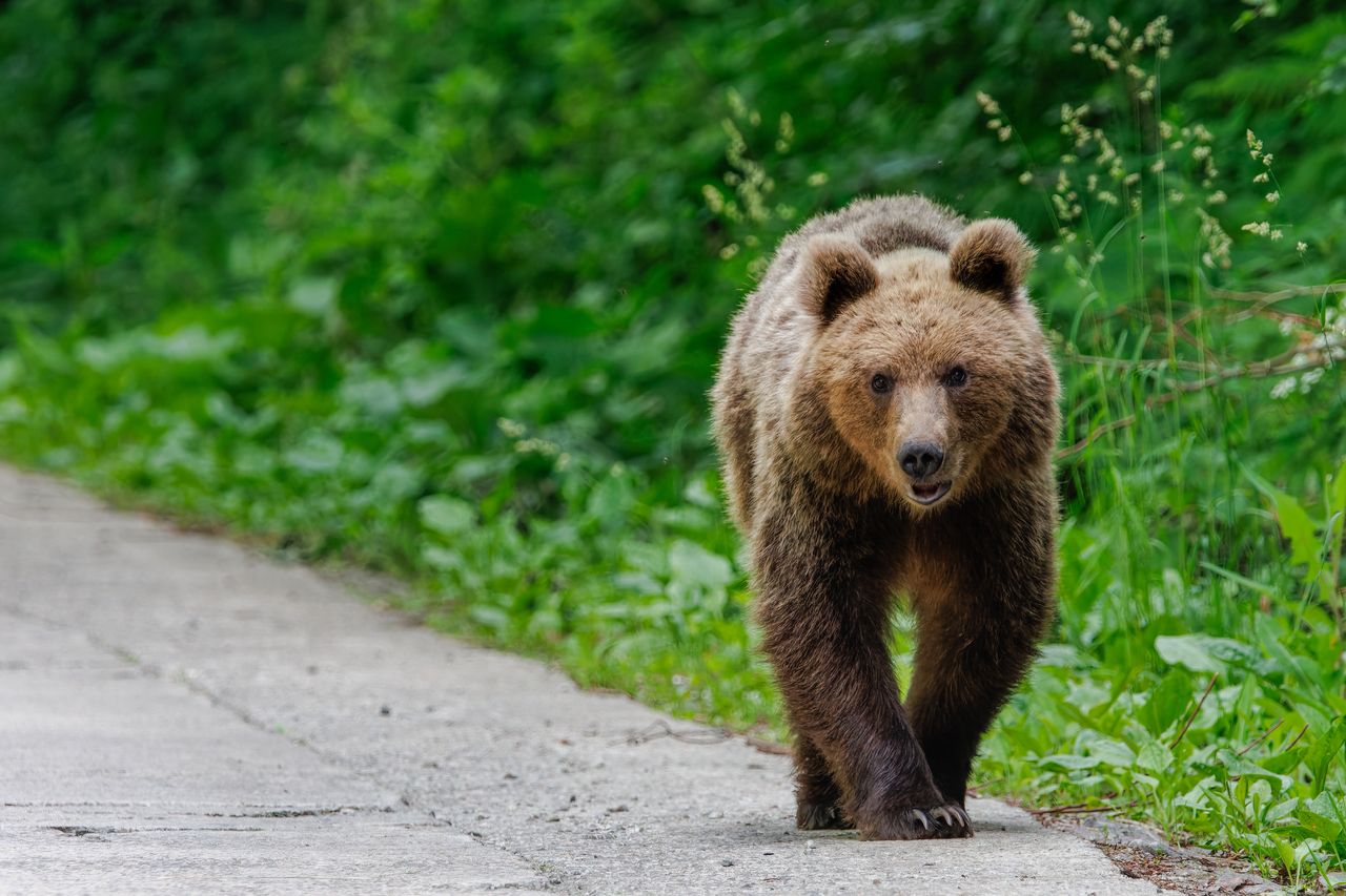 Tourists endanger lives and wildlife with bear selfies on Romanian highway