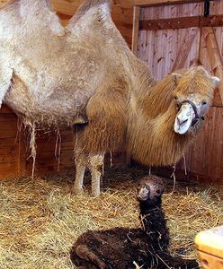 Mały wielbłąd pod  Szczecinem