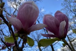 Wrocław. Nareszcie otwarty ogród botaniczny