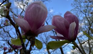 Wrocław. Nareszcie otwarty ogród botaniczny