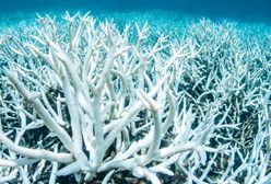 Rafy koralowe umierają. Naukowcy wyliczyli, kiedy znikną
