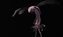 Owady to doskonałe źródło pożywienia i doskonały nawóz do uprawy roślin