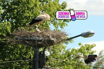 Radość na Podlasiu. Zajrzeli do gniazda. Bocian założył rodzinę