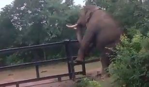 Słoń próbował przejść przez płot. Urocze nagranie [WIDEO]