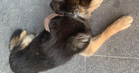 Akcja policji w Żorach. Ten pies przeżył koszmar pod centrum handlowym