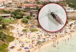 Czarne muchy postrachem w Hiszpanii. Ich ugryzienie może mieć tragiczne konsekwencje