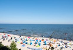 Wakacje 2020. Dzik gonił turystę na nadbałtyckiej plaży. Udostępniono nagranie