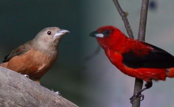 Nowe gwiazdy Warszawskiego ZOO. Samiec "świeci" z daleka