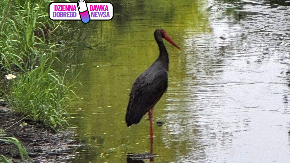 Bocian czarny w Warszawie.