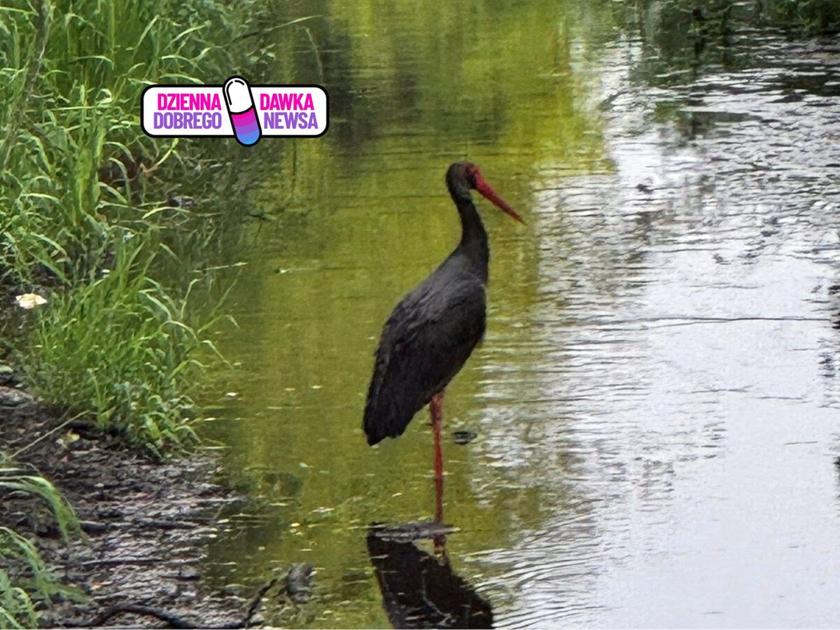 Ujęcie z Warszawy. Nietypowy gość w Kanale Bródnowskim