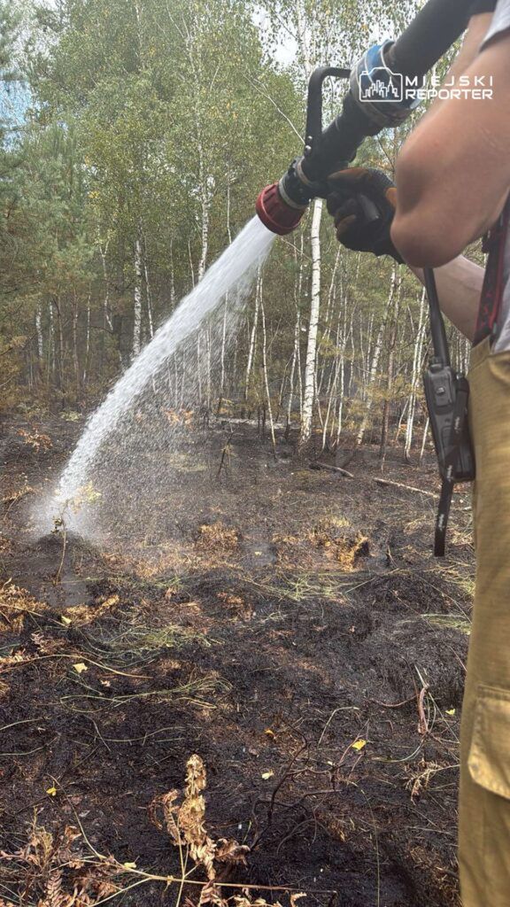 Strażak używa węża gaśniczego do gaszenia pożaru w zniszczonym lesie, wśród spalonych roślin i drzew.