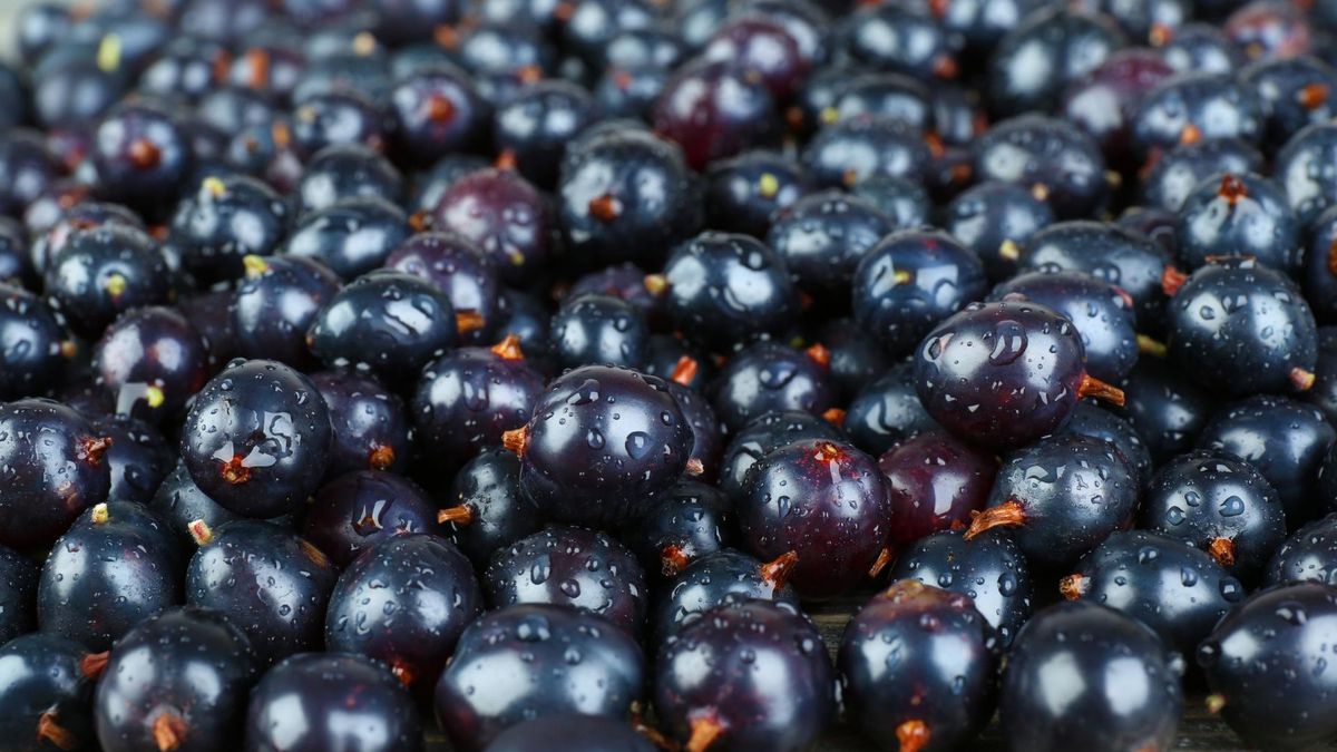 Sok z czarnej porzeczki jest doceniany zwłaszcza jesienią i zimą.