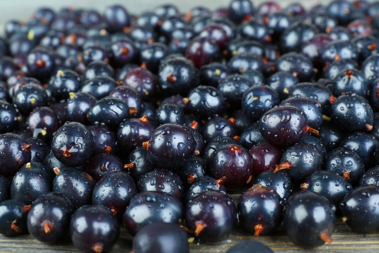 Sok z czarnej porzeczki – wartości odżywcze. Jak przygotować sok?