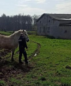 Uciekł mu koń. Wyrządził niemałe szkody