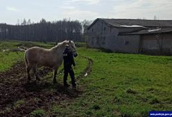 Uciekł mu koń. Wyrządził niemałe szkody
