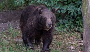Niedźwiedzie nie tylko w Bieszczadach i Tatrach