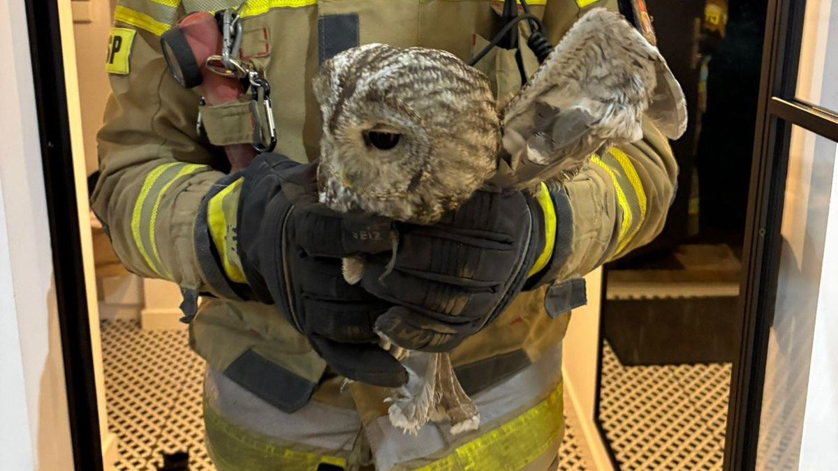 Strażacy z Olkusza uratowali sowę