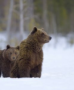 Niemieckie media alarmują. Chodzi o niedźwiedzie w Bieszczadach