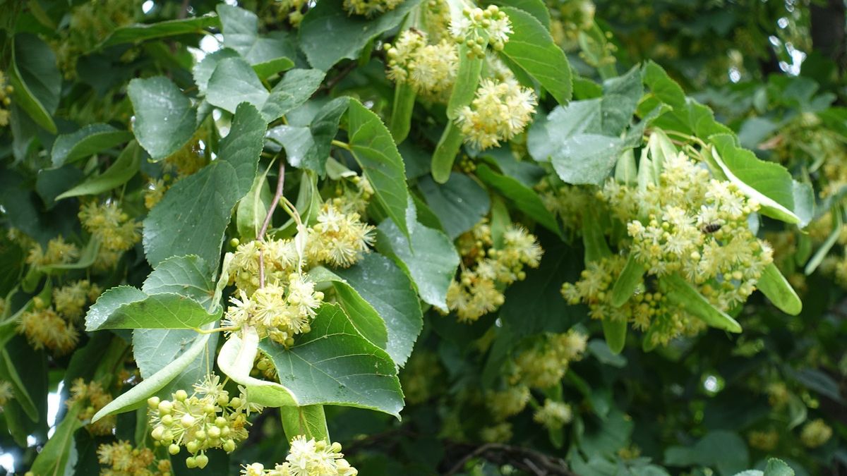 "Polskie kapary" prosto z ogrodu. Ten przepis to hit