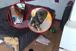 Pojechała na wakacje. Areszt i zarzuty dla 22-latki po śmierci psa